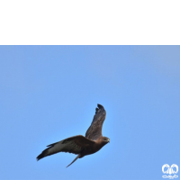 گونه سارگپه استپی Common Buzzard